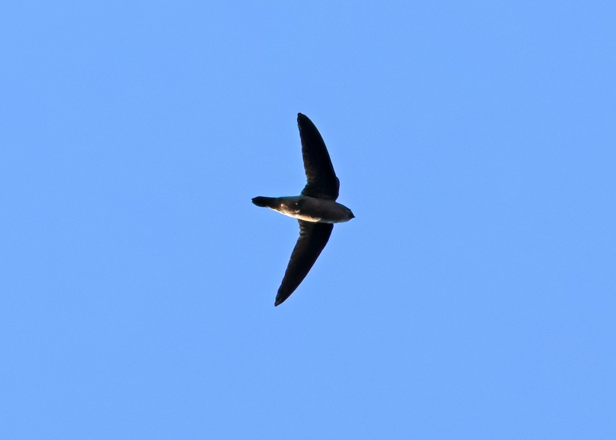 Салангана Aerodramus sp. - ML638830813