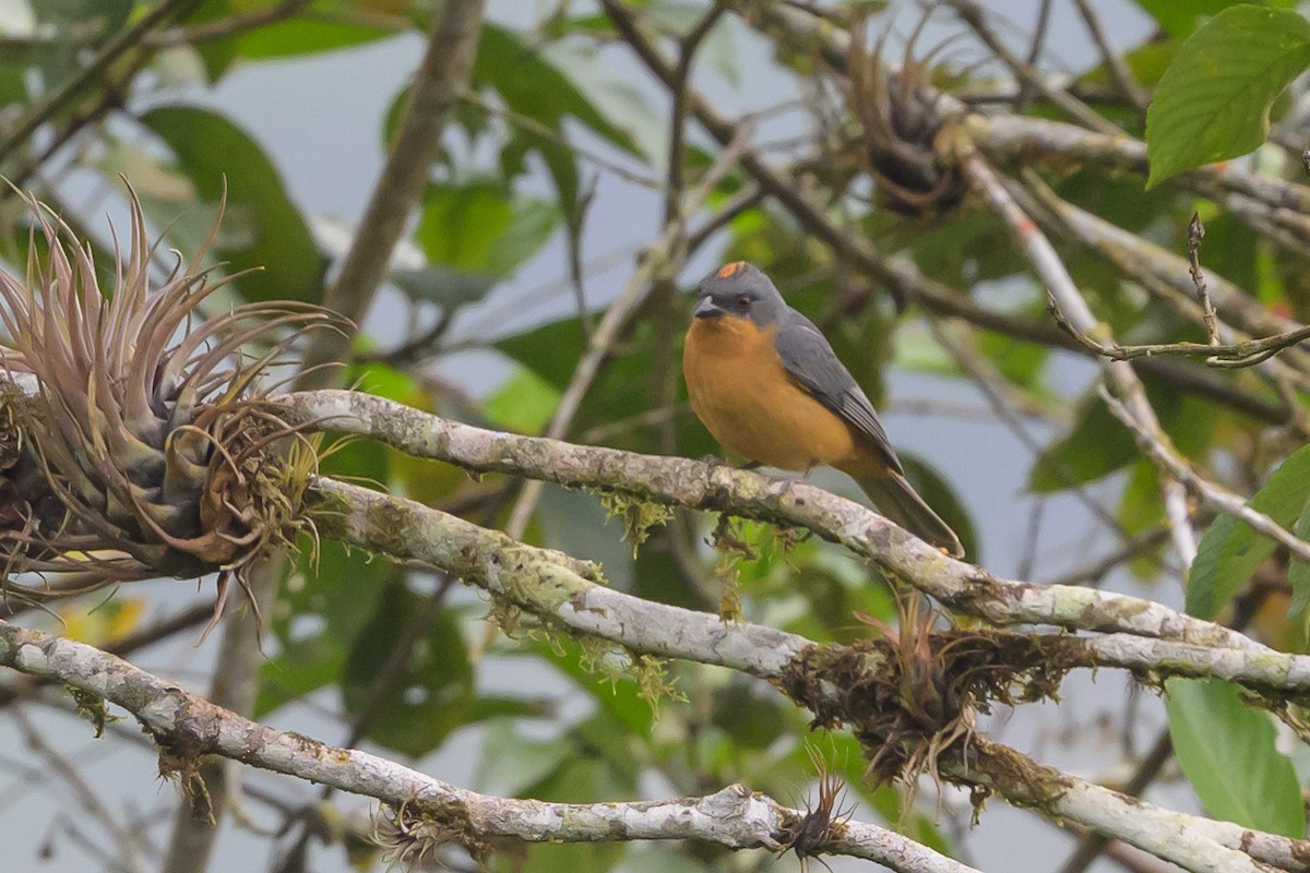 Rufous-crested Tanager - ML638830835