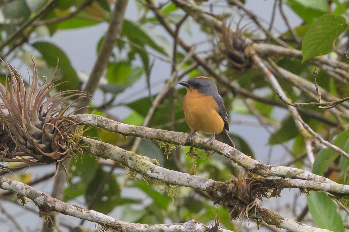 Rufous-crested Tanager - ML638830836