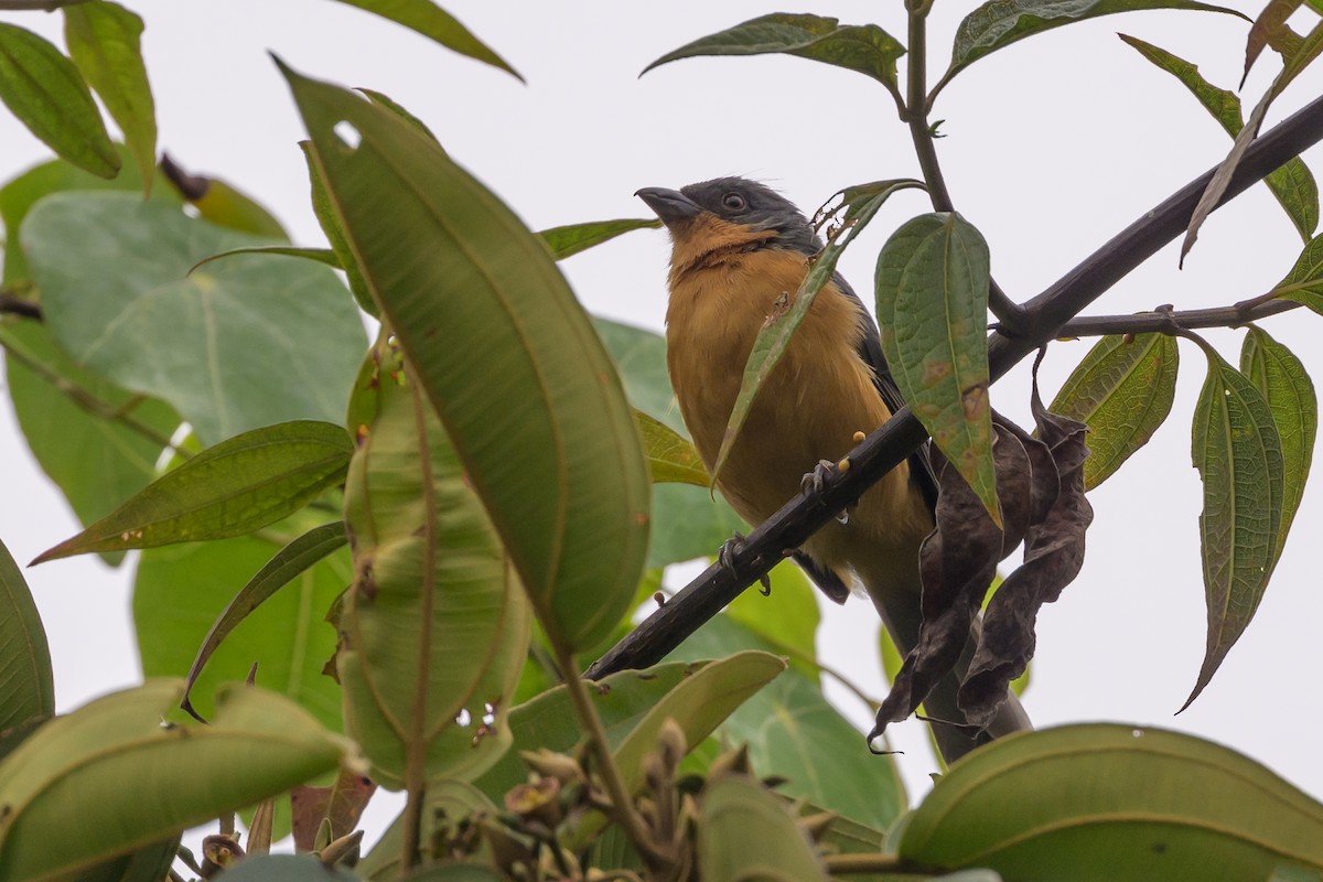 Rufous-crested Tanager - ML638830837