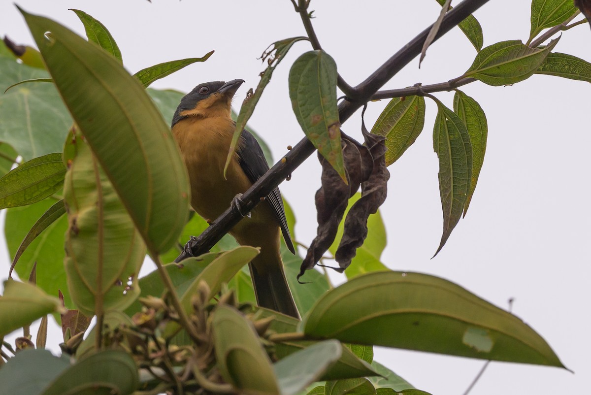 Rufous-crested Tanager - ML638830838