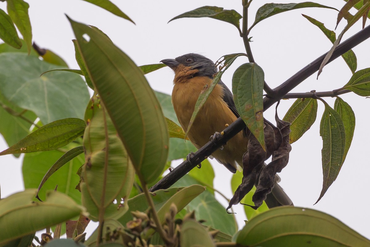 Rufous-crested Tanager - ML638830839