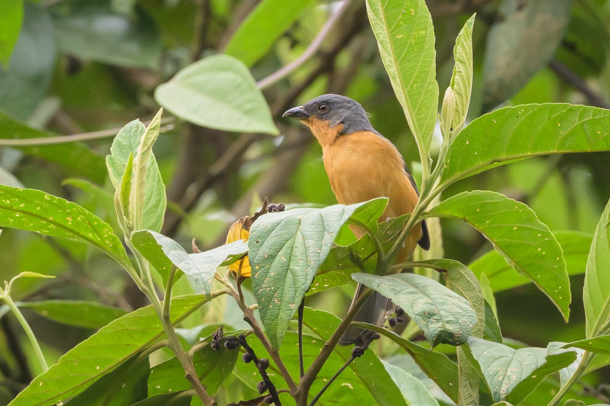 Rufous-crested Tanager - ML638830840