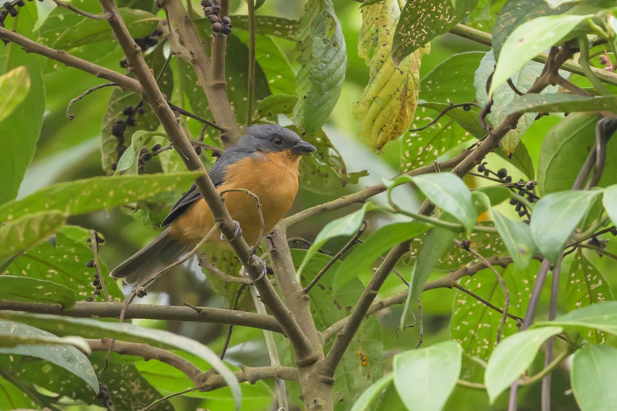 Rufous-crested Tanager - ML638830841