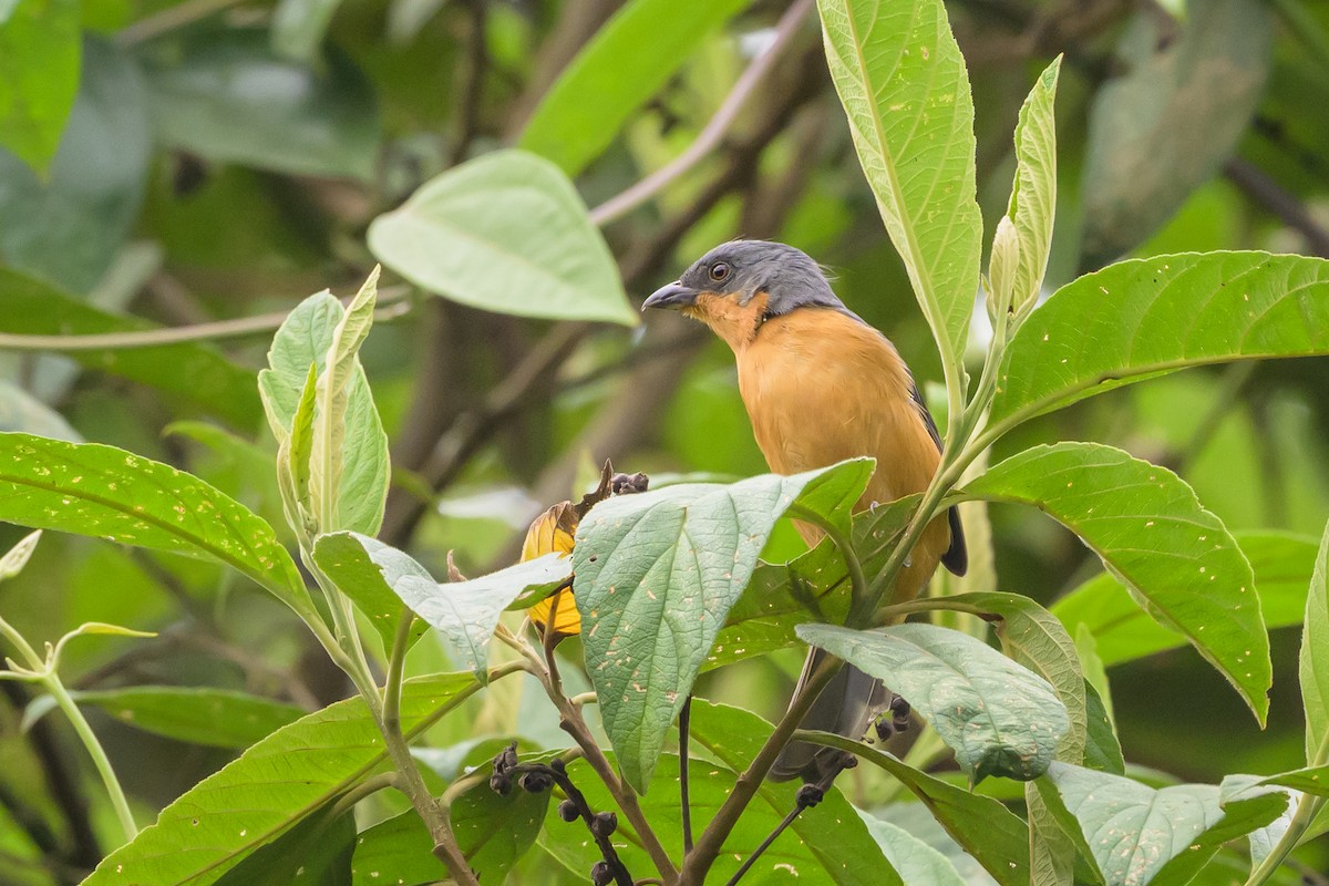 Rufous-crested Tanager - ML638830842