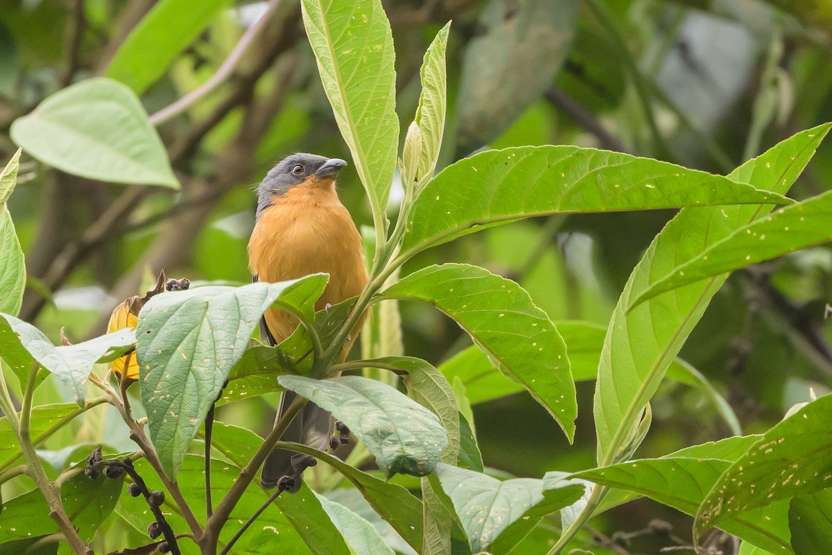 Rufous-crested Tanager - ML638830843