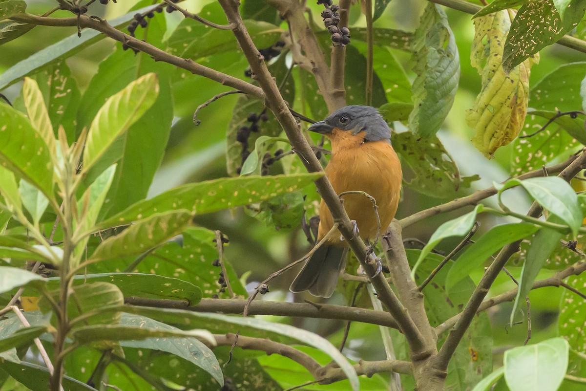 Rufous-crested Tanager - ML638830844