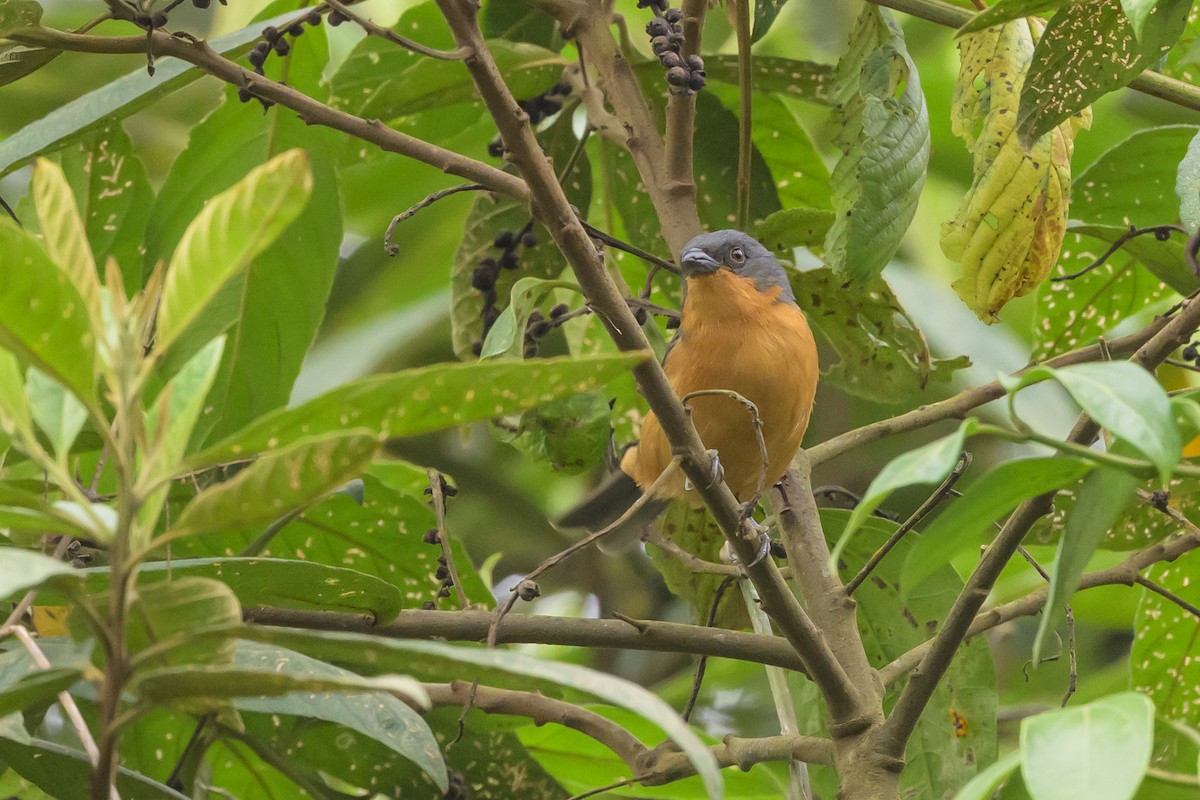 Rufous-crested Tanager - ML638830845