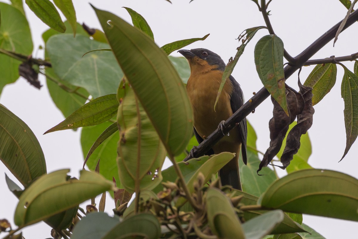 Rufous-crested Tanager - ML638830846