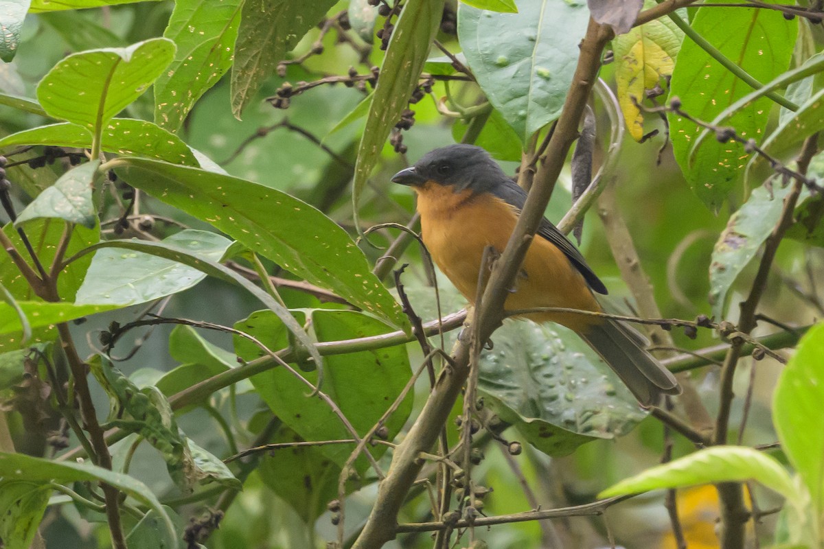 Rufous-crested Tanager - ML638830847