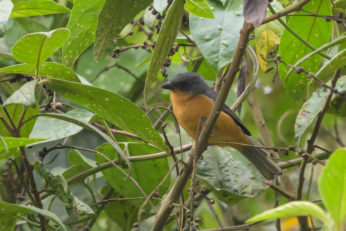 Rufous-crested Tanager - ML638830848