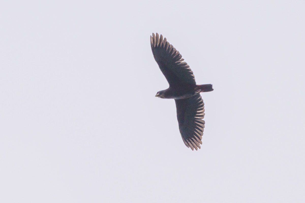 Bronze-winged Parrot - ML638830889