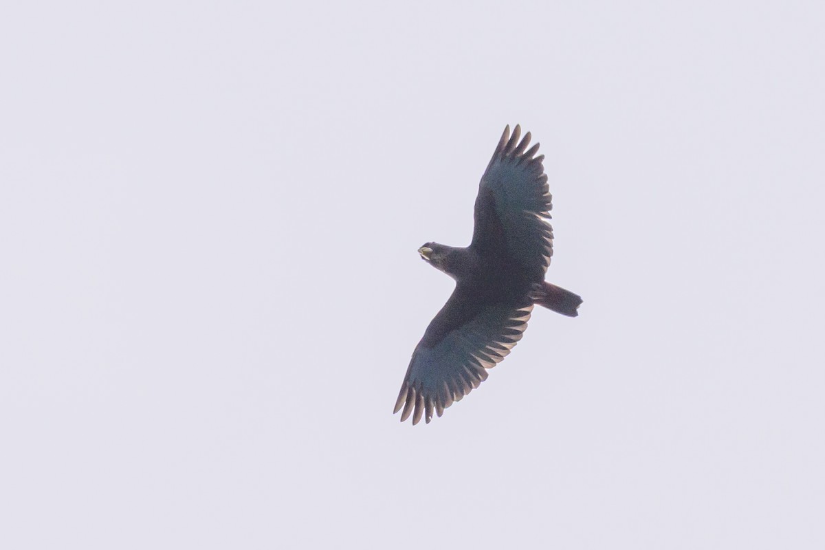 Bronze-winged Parrot - ML638830891