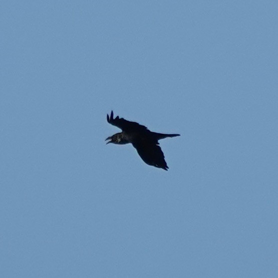 ravn - ML638830905