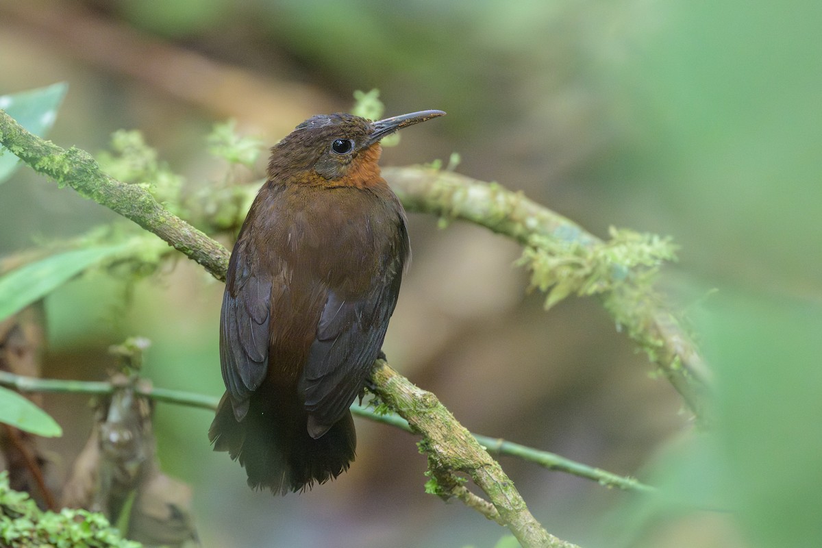 South American Leaftosser - ML638830906