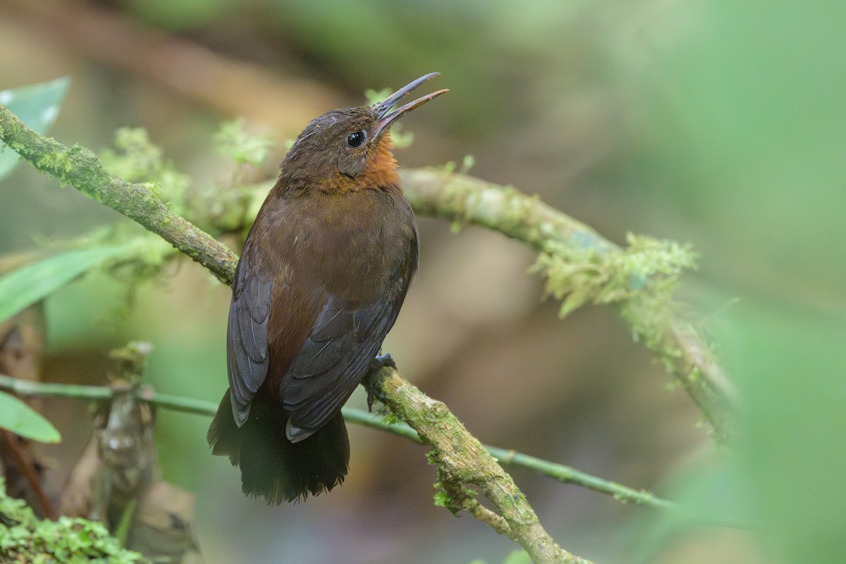 South American Leaftosser - ML638830907