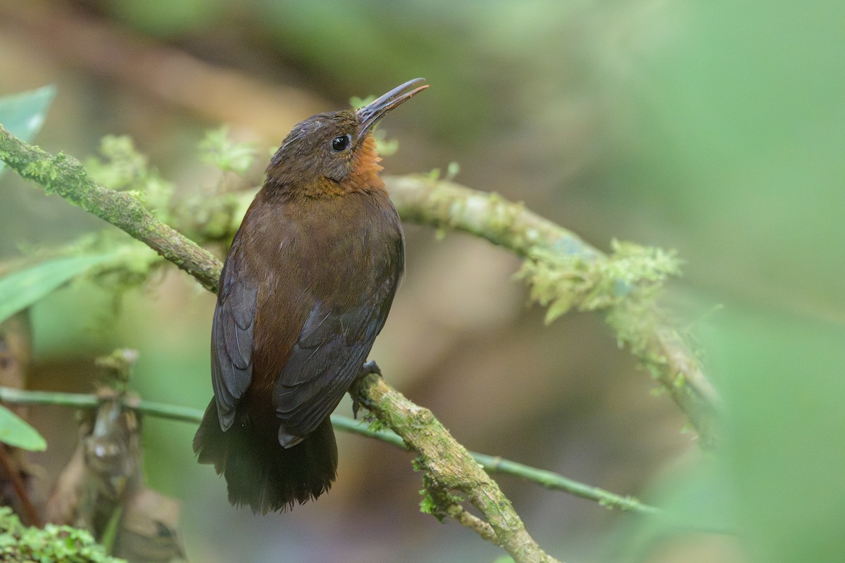 South American Leaftosser - ML638830910