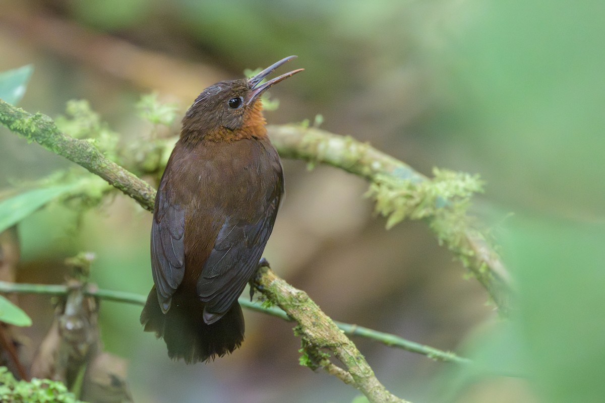 South American Leaftosser - ML638830911