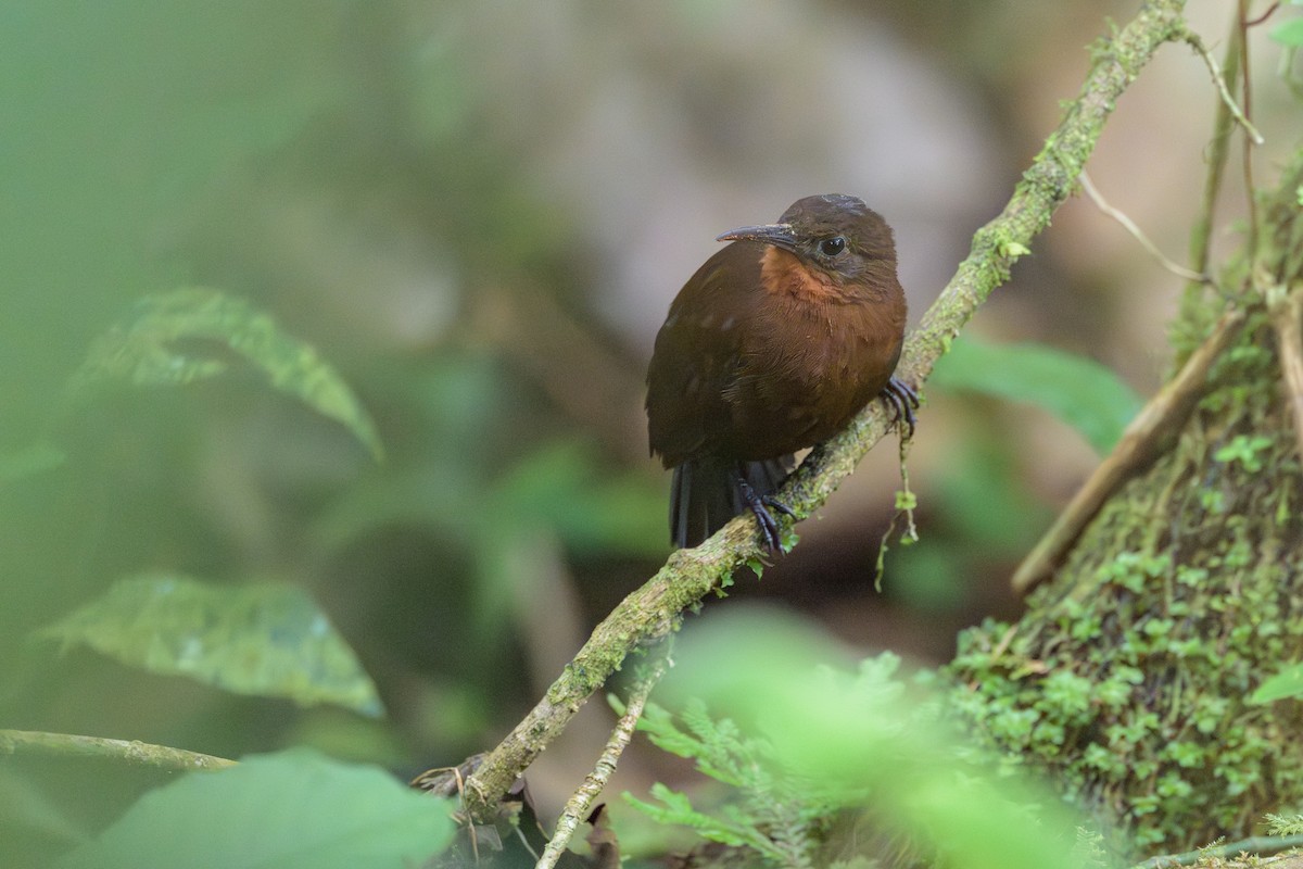 South American Leaftosser - ML638830912