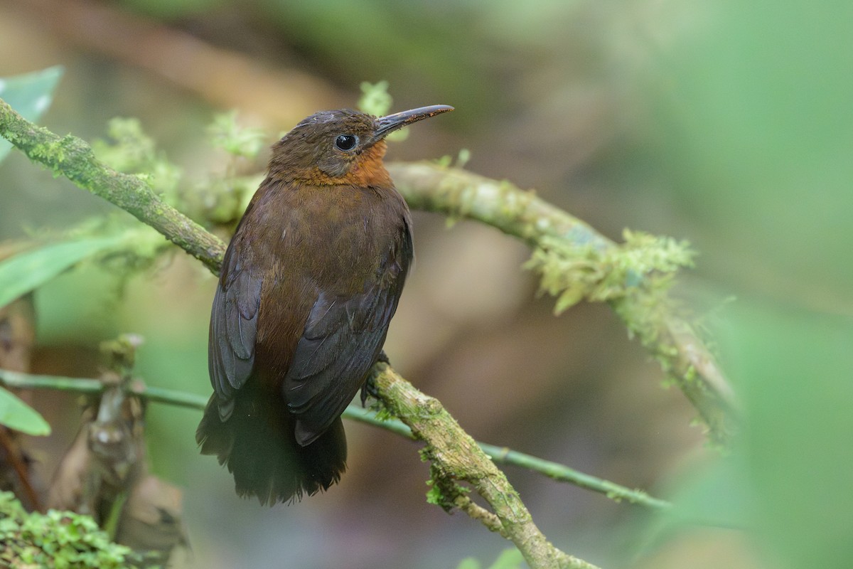 South American Leaftosser - ML638830913