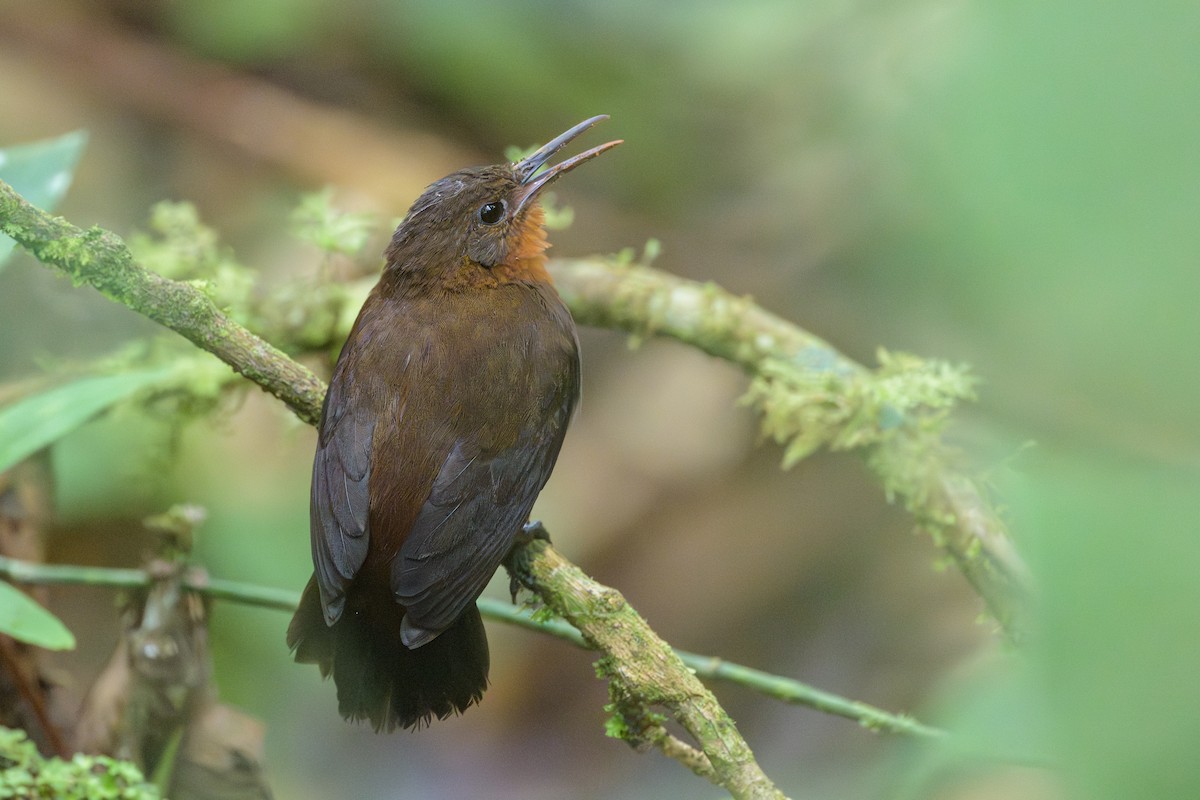 South American Leaftosser - ML638830915