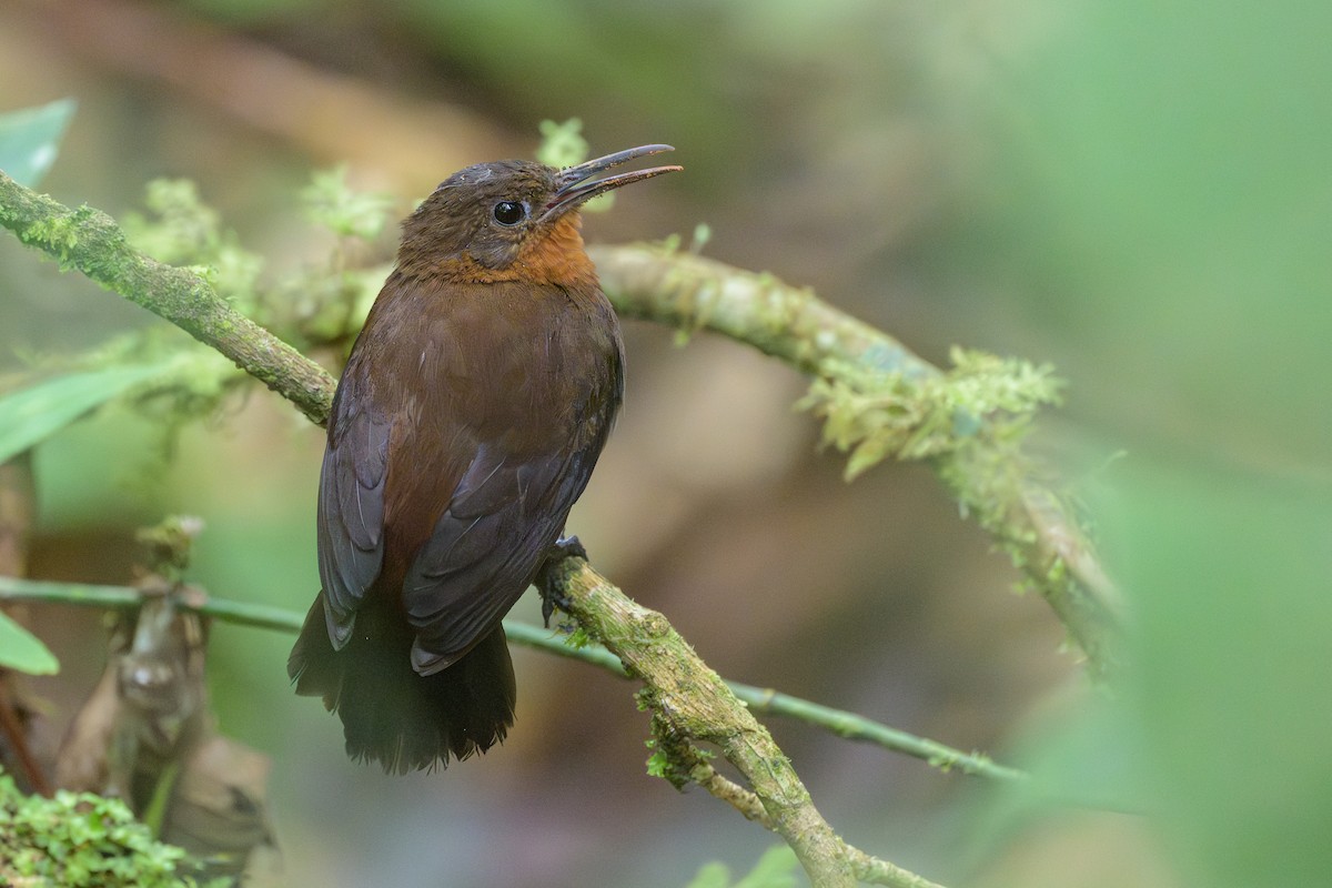 South American Leaftosser - ML638830917