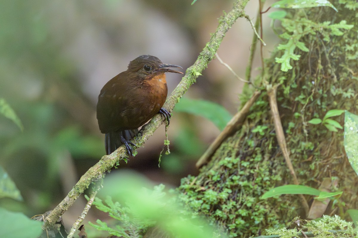 South American Leaftosser - ML638830919