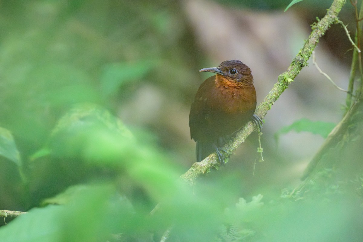 South American Leaftosser - ML638830920