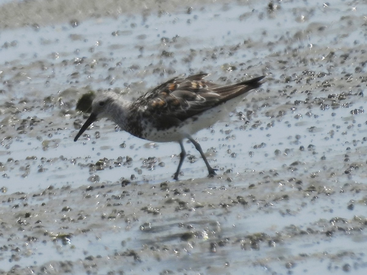 sibirsnipe - ML638830944