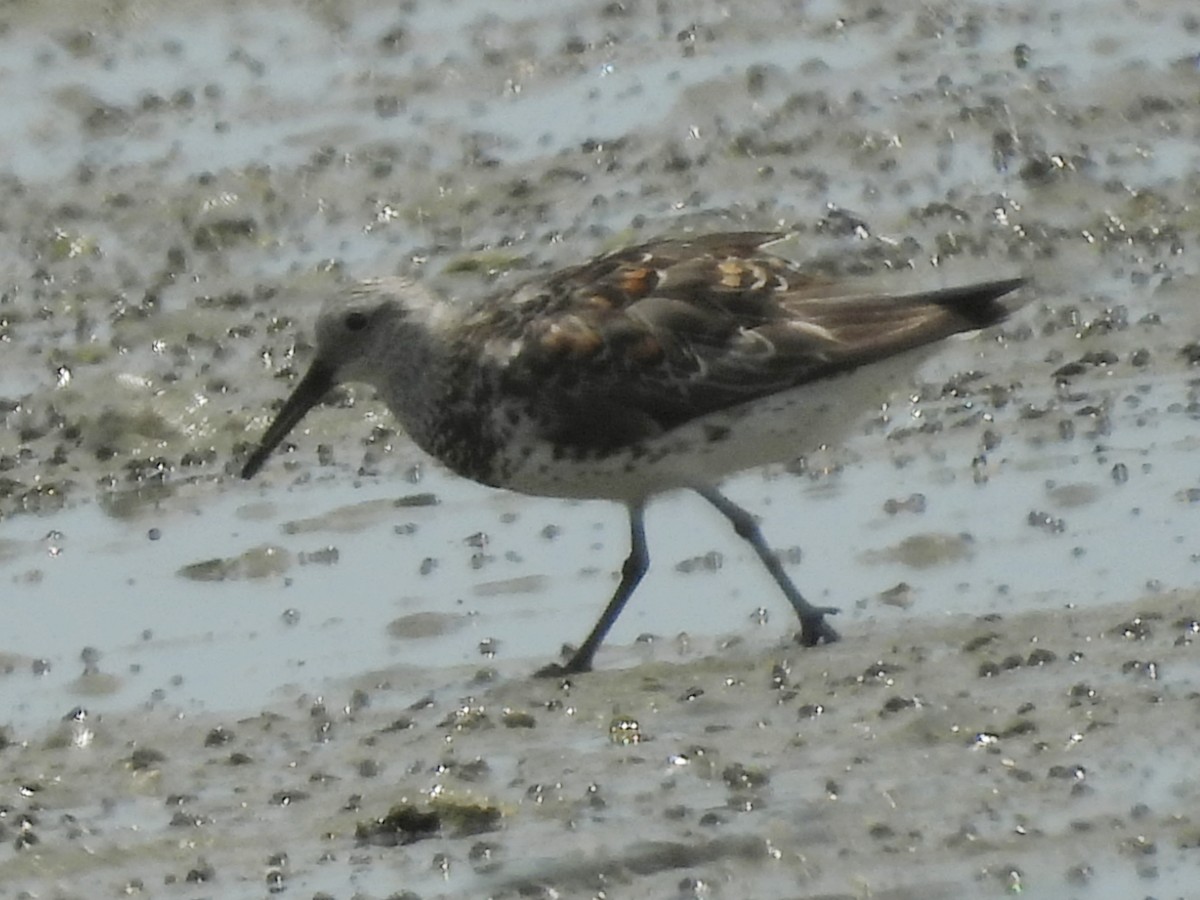 sibirsnipe - ML638830945