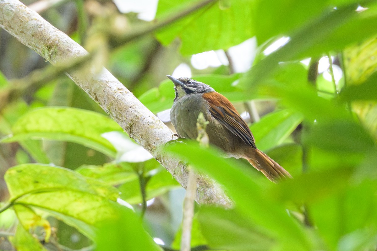 Whiskered Wren - ML638830957