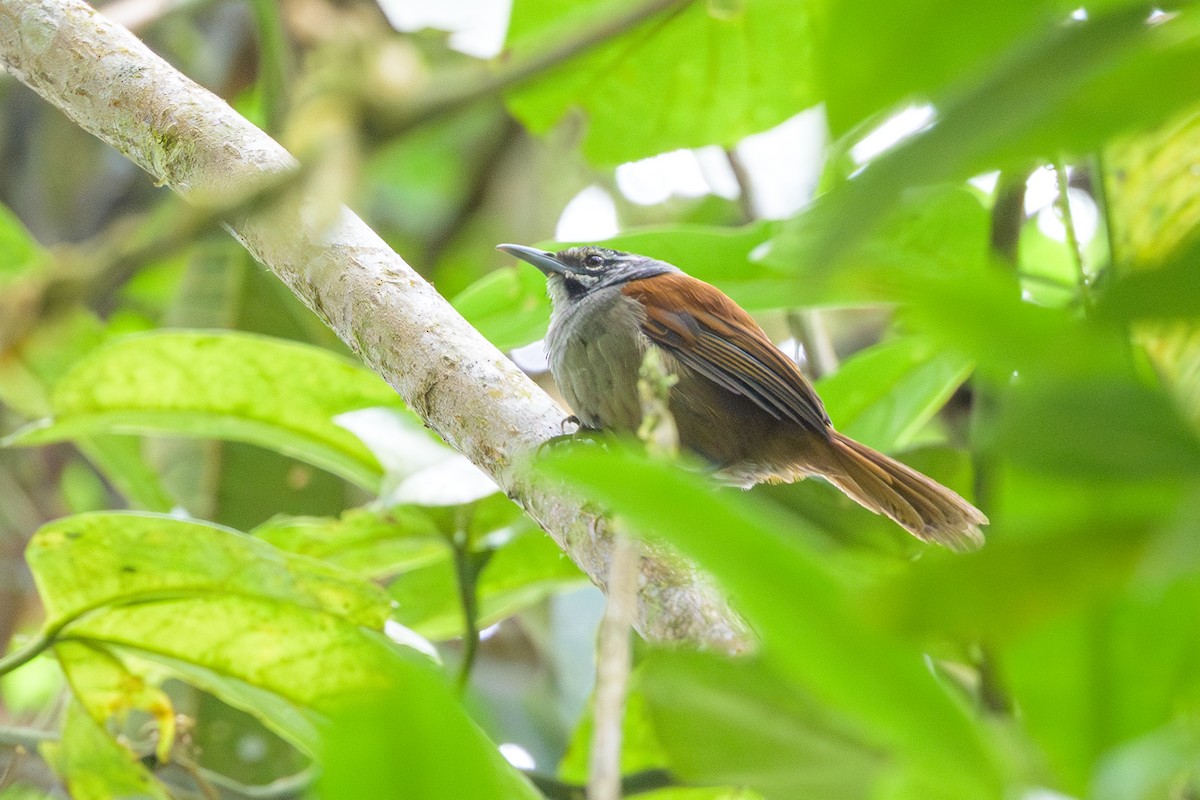 Whiskered Wren - ML638830960