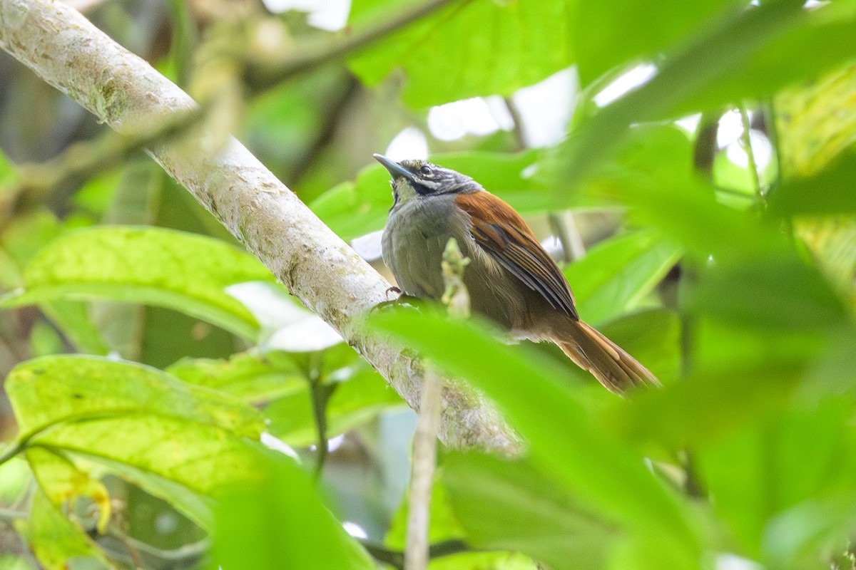 Whiskered Wren - ML638830961