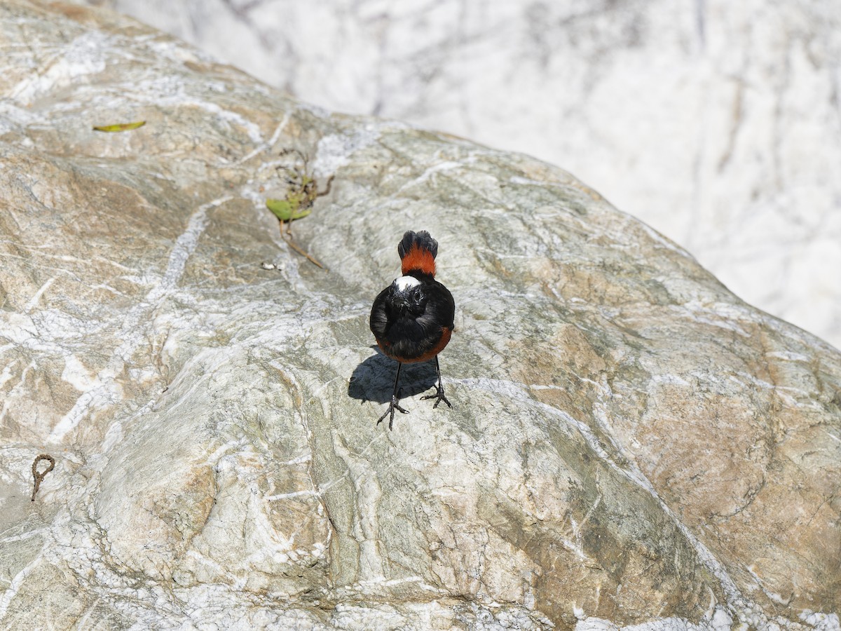 White-capped Redstart - ML638830986