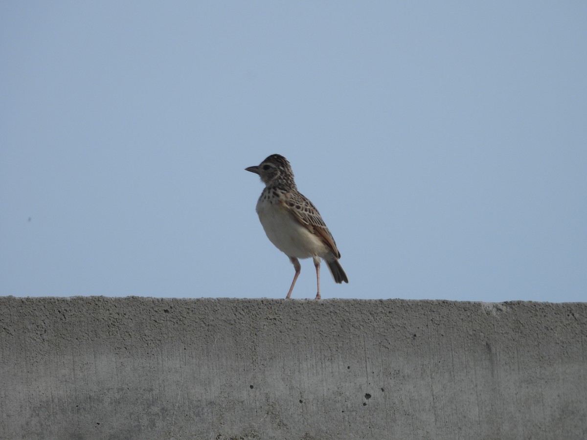 Oriental Skylark - ML638830988