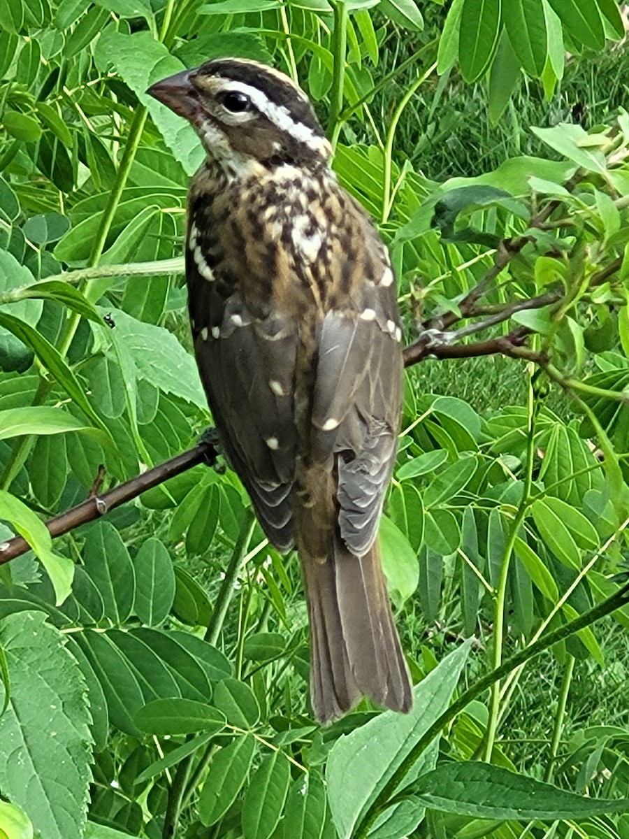 Rose-breasted Grosbeak - ML638831030