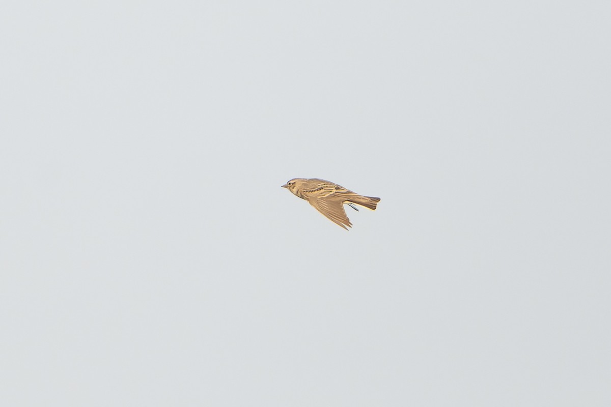 Mongolian Short-toed Lark - ML638831080