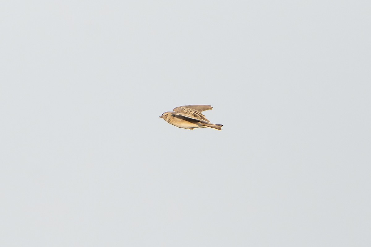 Mongolian Short-toed Lark - ML638831081