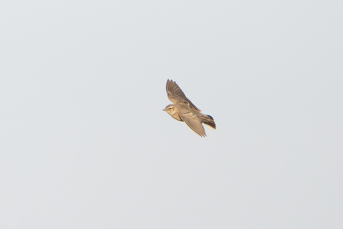 Mongolian Short-toed Lark - ML638831082