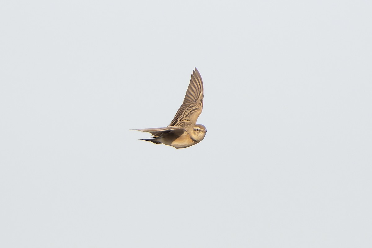 Mongolian Short-toed Lark - ML638831083