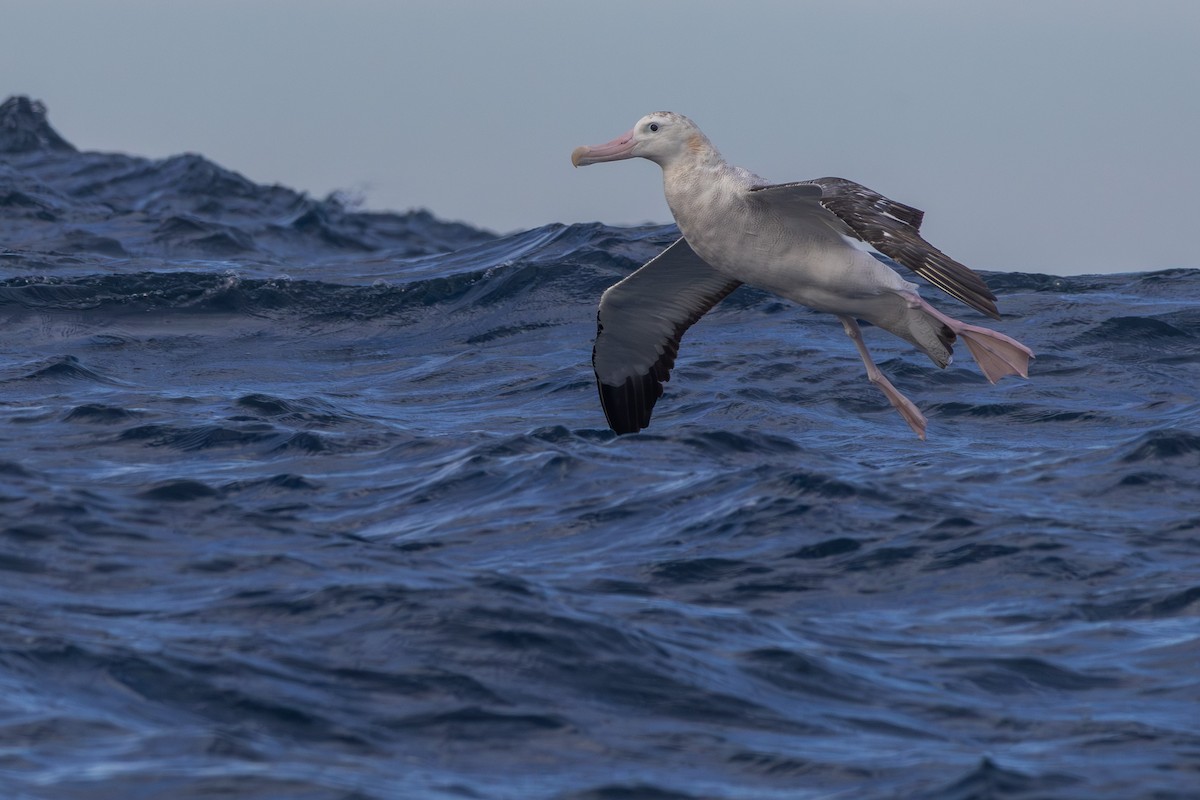 Antipodean Albatross (Gibson's) - ML638831150