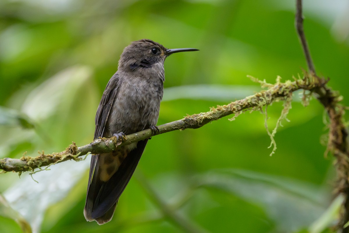 Brown Violetear - ML638831193