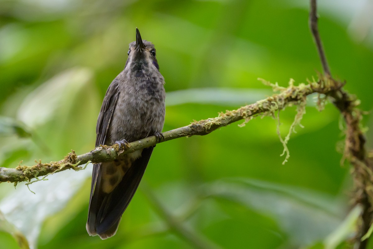 Brown Violetear - ML638831194