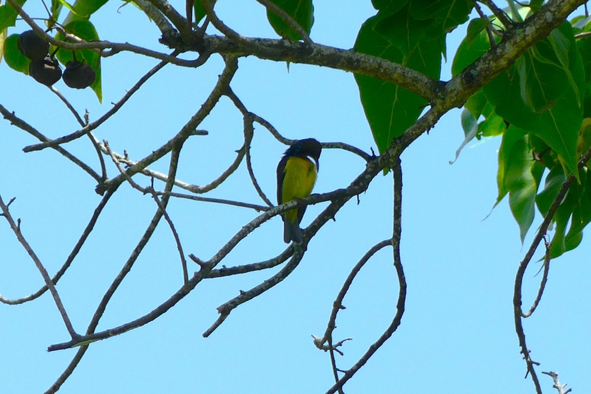 sunbird sp. - ML638831269