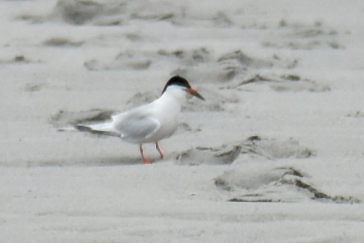 Roseate Tern - ML638831400