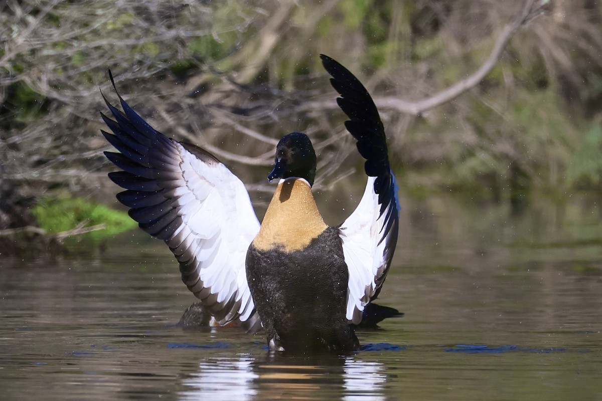 Australian Shelduck - ML638831421