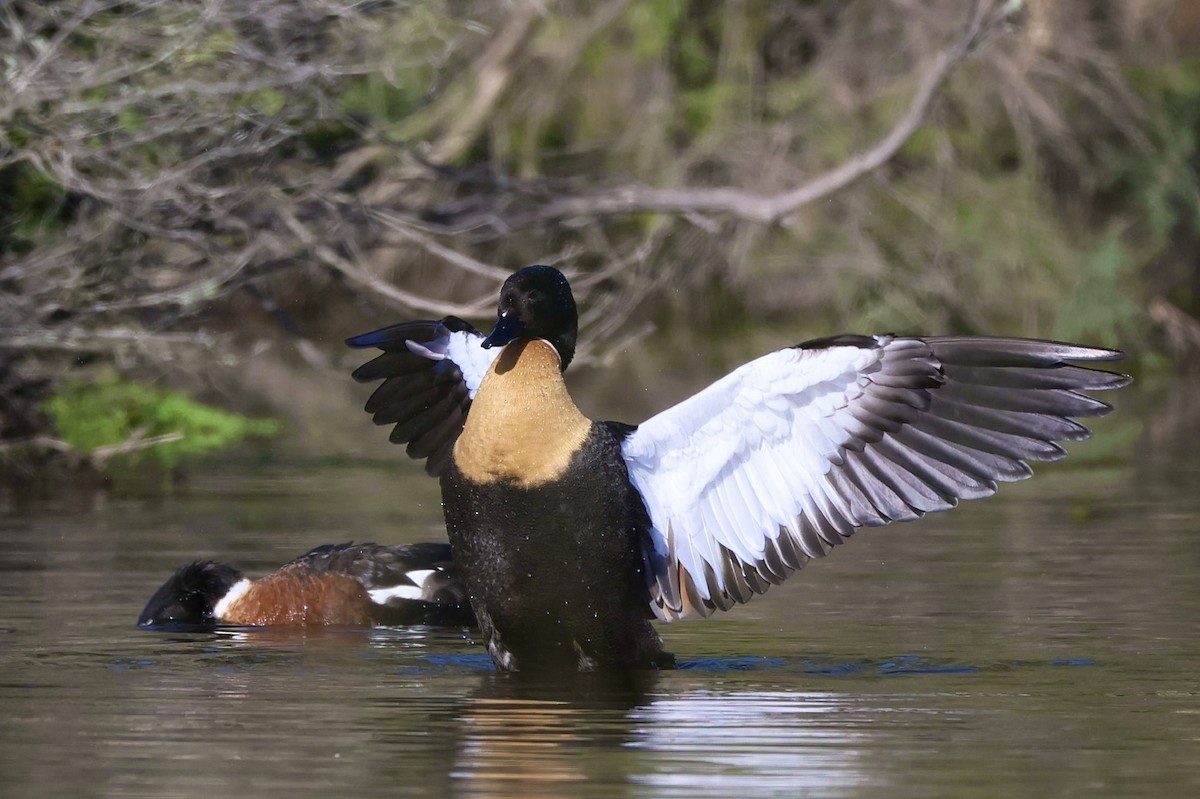 Australian Shelduck - ML638831422