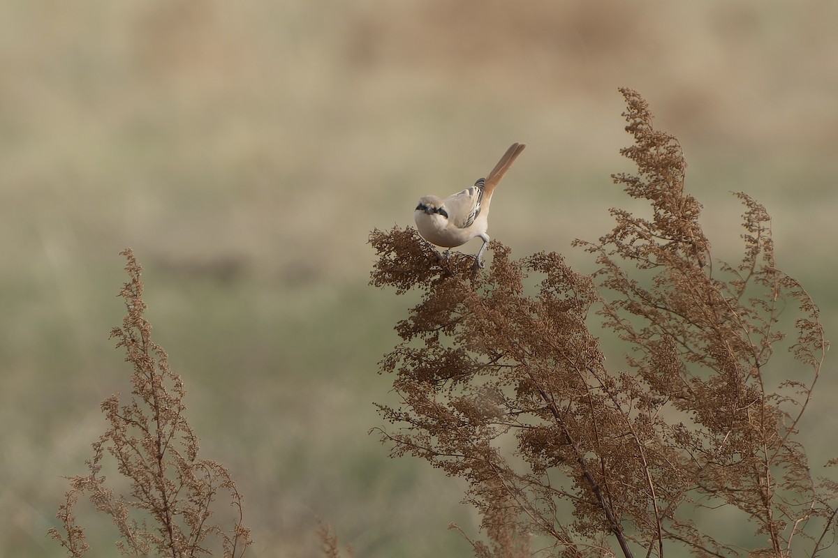 Alcaudón Isabel (isabellinus) - ML638831433