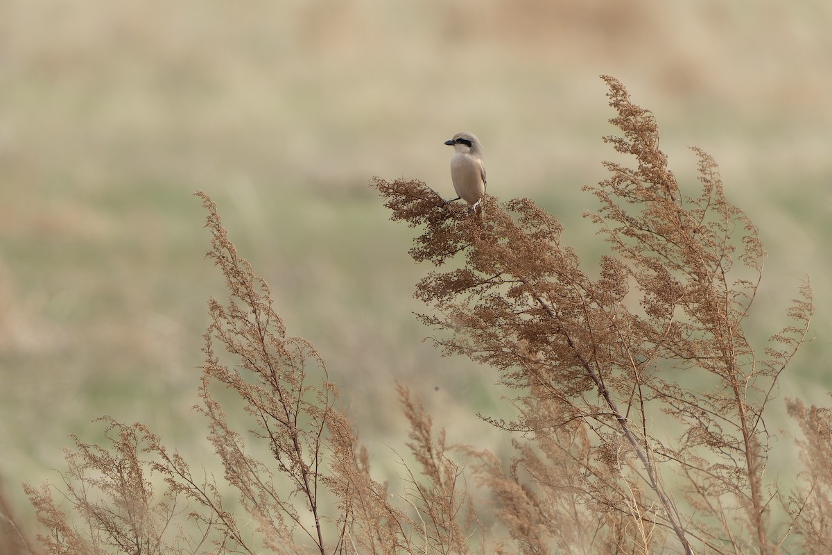 Alcaudón Isabel (isabellinus) - ML638831434