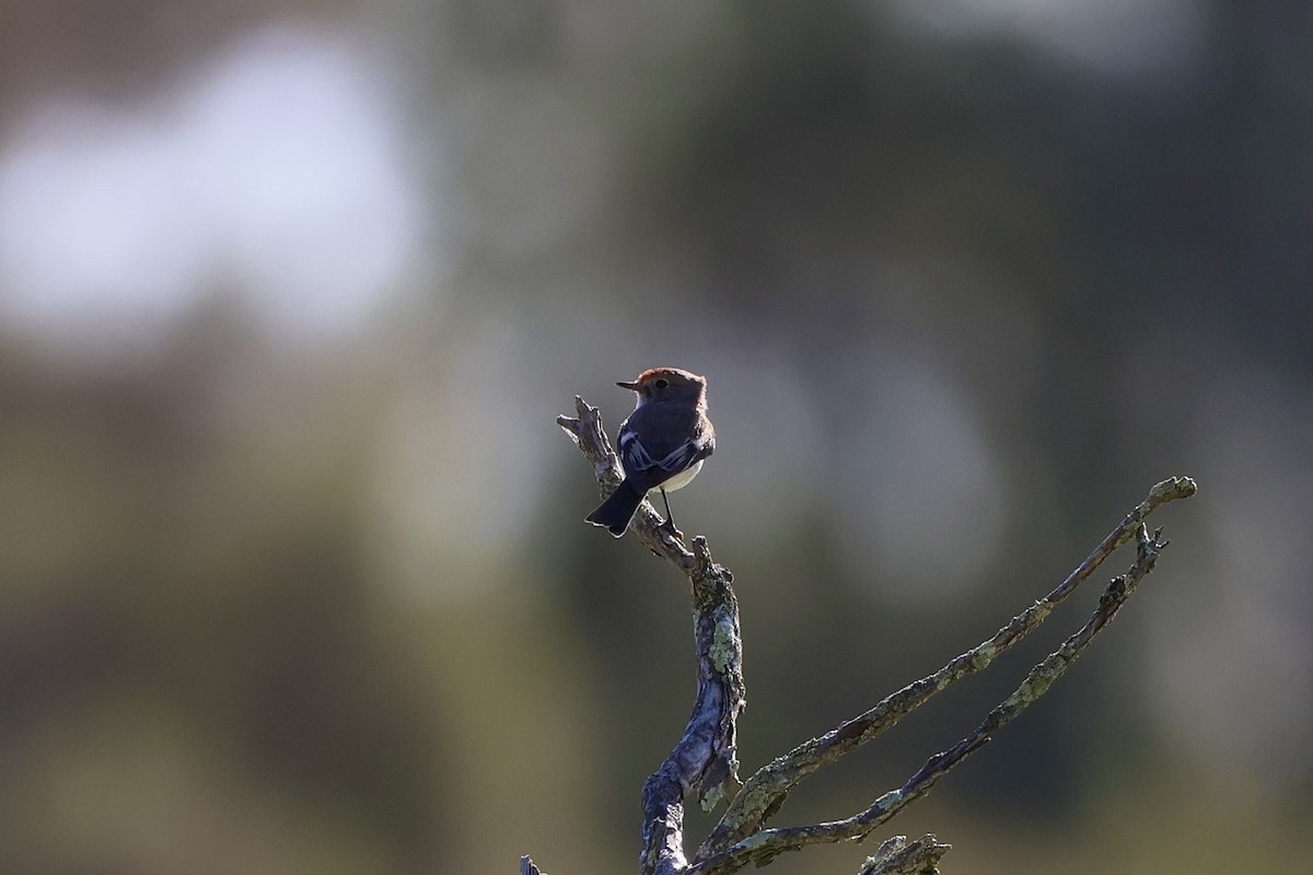 Red-capped Robin - ML638831439